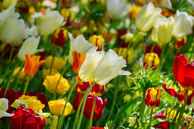 Fleurs de tulipes jaunes et blanches