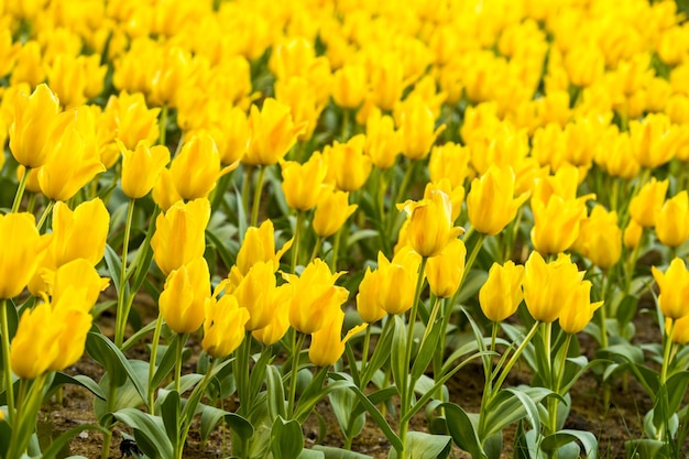 Fleurs de tulipes jaunes fleurissent dans une plante saisonnière de conception de paysage