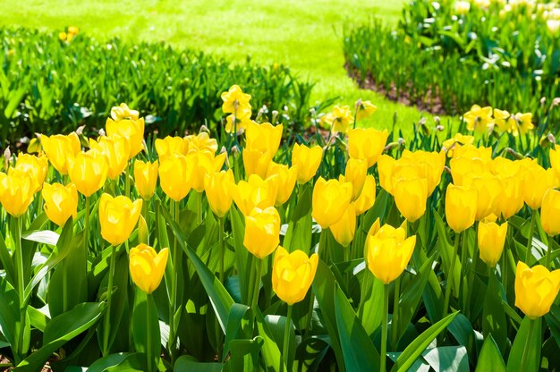 Fleurs de tulipes jaunes en fleurs sur la pelouse verte du parc. Belle nature printanière