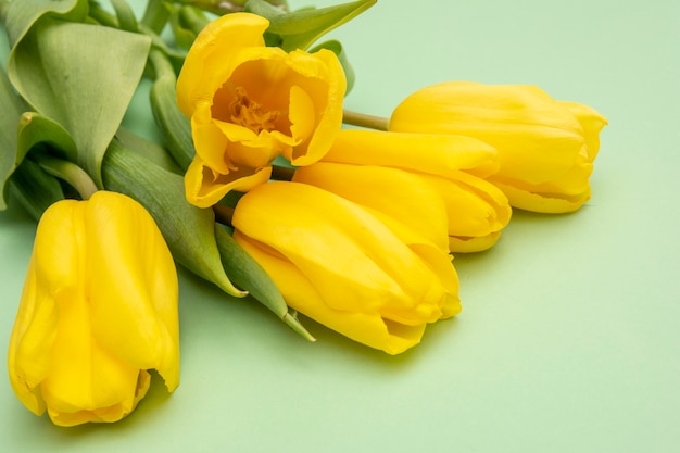 Fleurs de tulipes jaunes sur fond de menthe. En attendant le printemps. Carte de Joyeuses Pâques. Mise à plat, vue de dessus. Copiez l'espace pour le texte