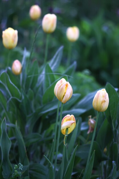 Fleurs de tulipes jaunes et paysage d'herbe verte aux beaux jours d'été ou de printemps.