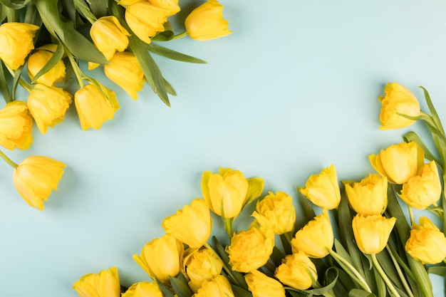 Fleurs de tulipes jaunes .Symbole de printemps.