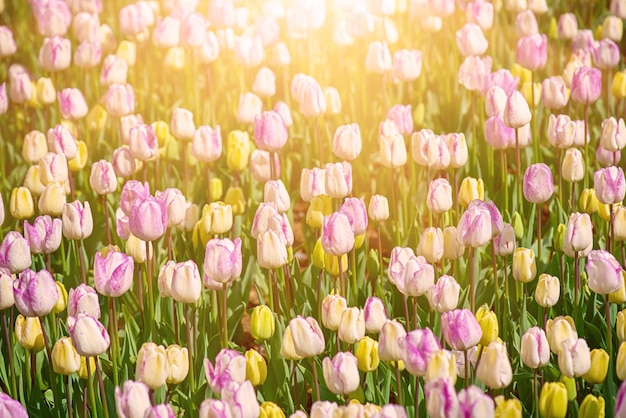 Fleurs de tulipes multicolores