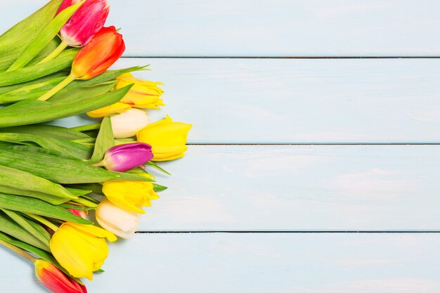 Fleurs de tulipes sur des planches en bois bleus