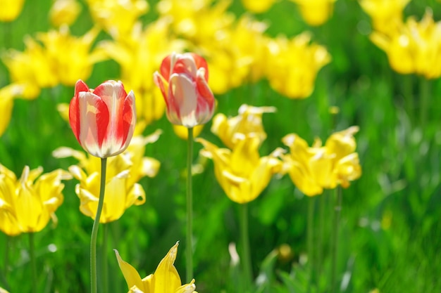 Fleurs de tulipes plantes dans les parterres de fleurs de la ville humeur d'été couleurs vives gros plan