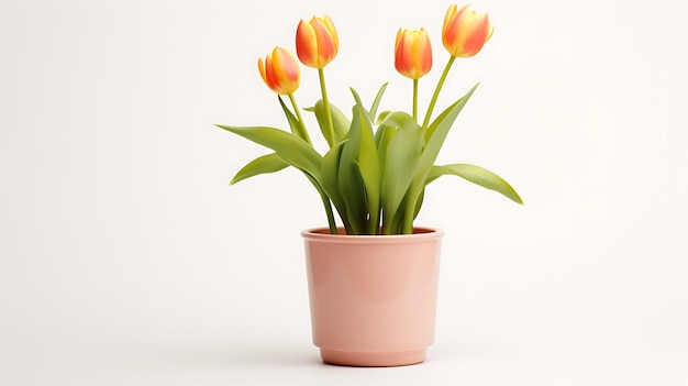 Fleurs de tulipes et pot sur fond blanc