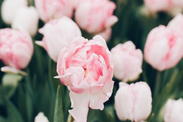 Des fleurs de tulipes rose clair fleurissent dans la serre au début du printemps