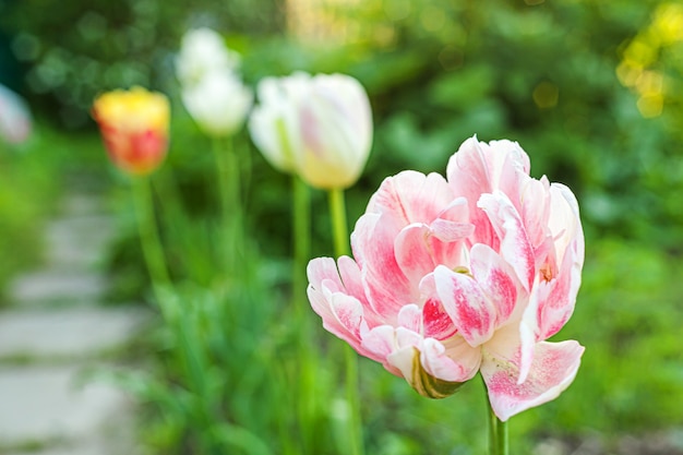 Fleurs de tulipes roses dans un lit de fleur