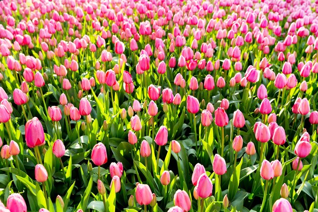 Fleurs de tulipes roses dans le parc