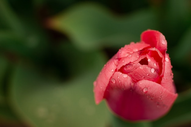 Fleurs de tulipes roses délicates dans un parterre de fleurs avec des gouttes de pluie après la pluie.