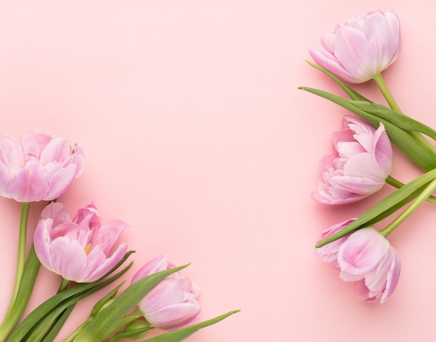 Fleurs de tulipes roses sur fond pastel