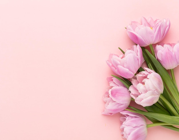 Fleurs de tulipes roses sur fond pastel