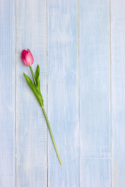 Fleurs de tulipes roses sur une table en bois bleue. Vue de dessus avec espace de copie. Lay plat. Style minimal.