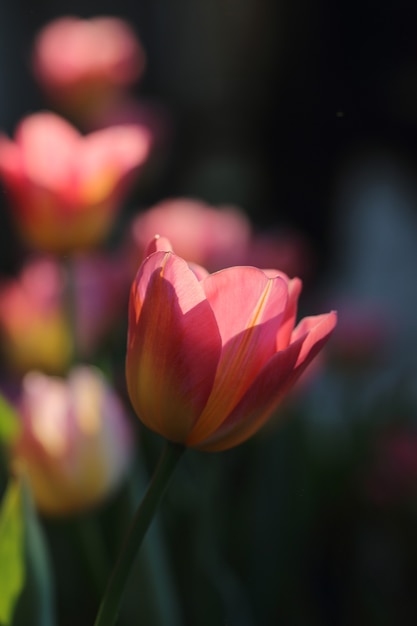 Fleurs de tulipes roses