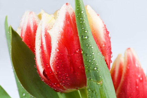 Fleurs de tulipes rouges-blanches de vacances de ressort sur le fond clair