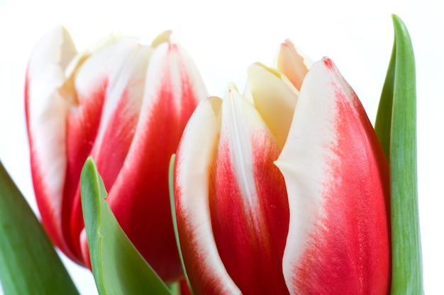 Fleurs de tulipes rouges-blanches de vacances de ressort sur le fond clair