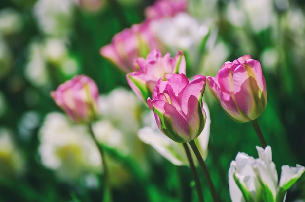 Fleurs de tulipes rouges et blanches