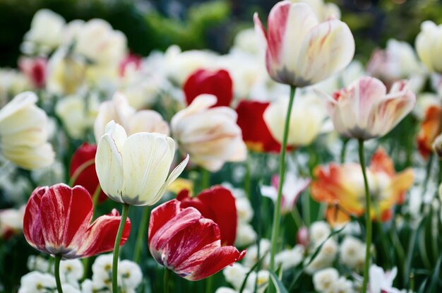 Fleurs de tulipes rouges et blanches