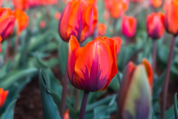 Fleurs de tulipes rouges dans le jardin