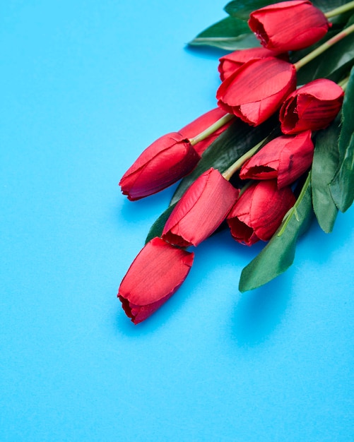Fleurs de tulipes rouges sur fond bleu