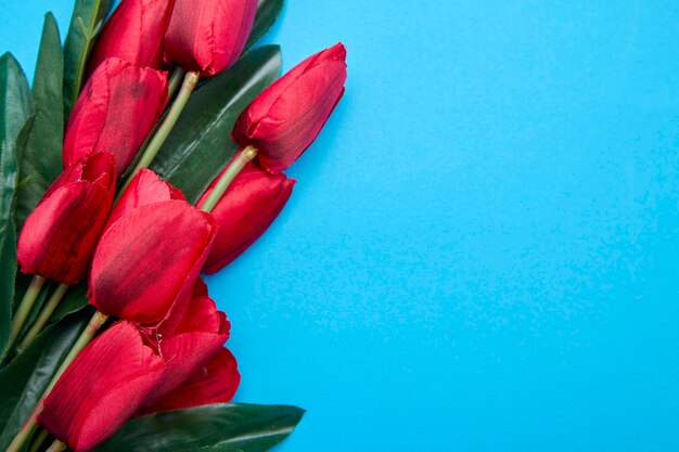 Fleurs de tulipes rouges sur fond bleu