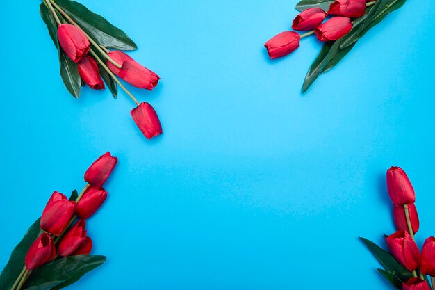 Fleurs de tulipes rouges sur fond bleu