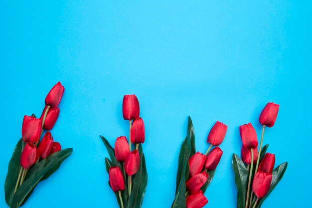 Fleurs de tulipes rouges sur fond bleu