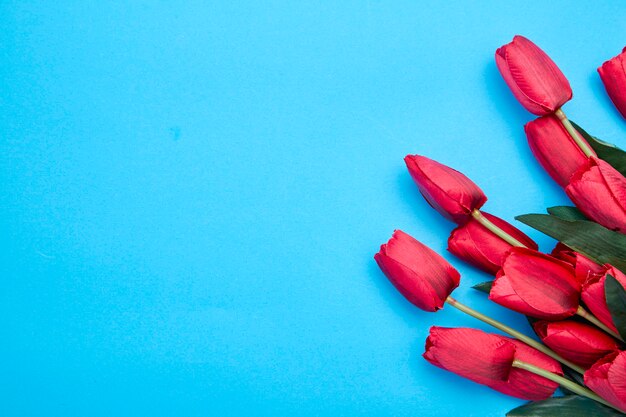 Fleurs de tulipes rouges sur fond bleu