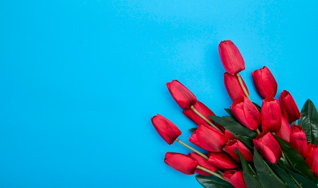 Fleurs de tulipes rouges sur fond bleu