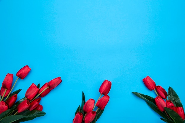 Fleurs de tulipes rouges sur fond bleu