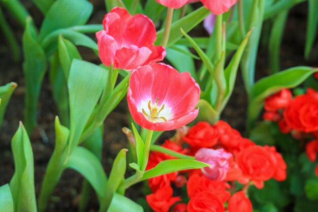 Fleurs de tulipes rouges fraîches fleurissent dans le jardin