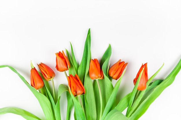 Fleurs de tulipes rouges sur une surface blanche