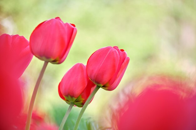 Fleurs de tulipes rouges vives qui fleurissent sur un parterre de fleurs extérieur le jour du printemps ensoleillé