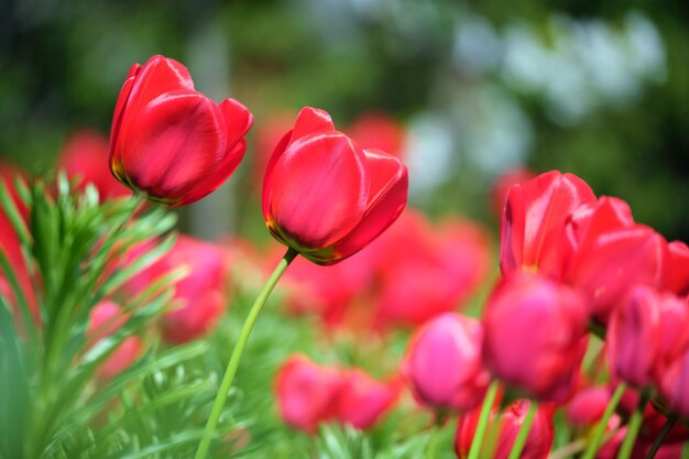 Fleurs de tulipes rouges vives qui fleurissent sur un parterre de fleurs extérieur le jour du printemps ensoleillé
