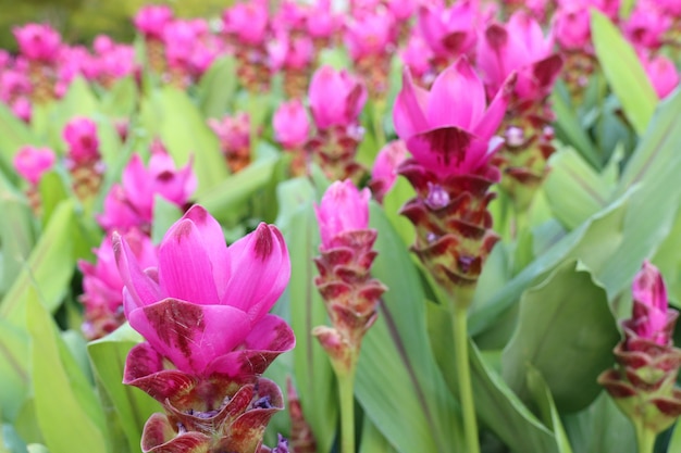 Fleurs de tulipes Siam en tropical