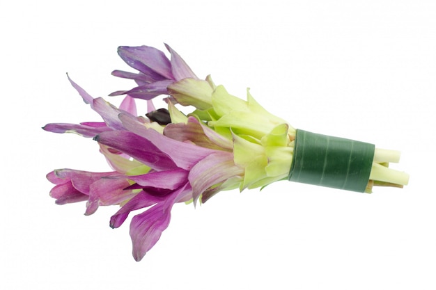 Fleurs de tulipes siam violet isolés sur blanc