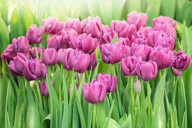 Fleurs de tulipes violettes fleurissent sur fond de feuilles vertes fraîches avec la lumière du soleil floue dans le jardin de printemps