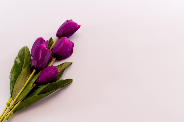 Fleurs de tulipes violettes fond de printemps