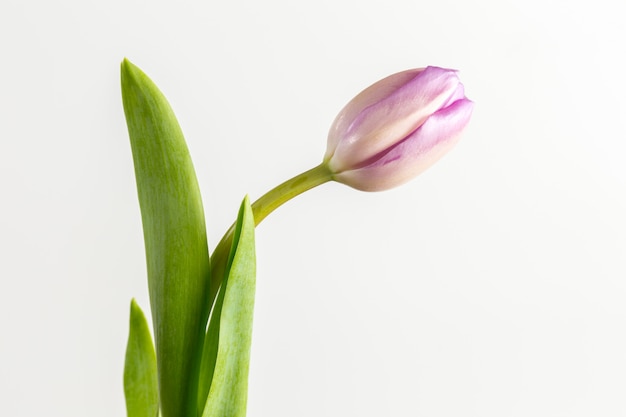 Fleurs de tulipes violettes