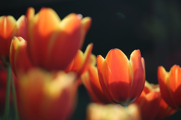 Fleurs de tulipes