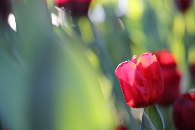 Fleurs de tulipes