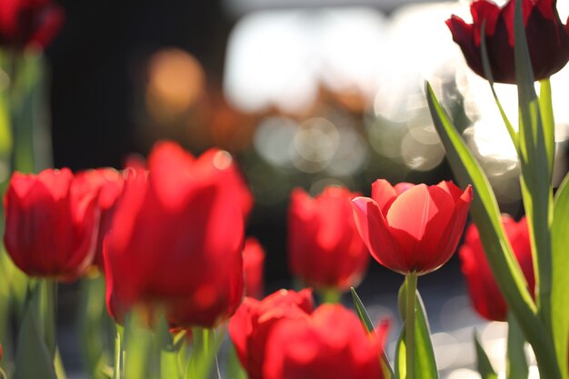 Fleurs de tulipes