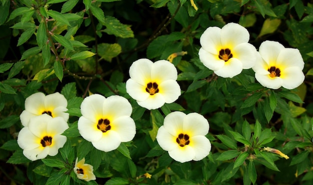 Fleurs de Turnera, plantes de Turnera Ulmifolia