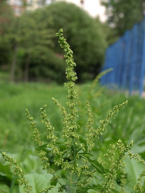 Fleurs de l'usine d'oseille de cheval