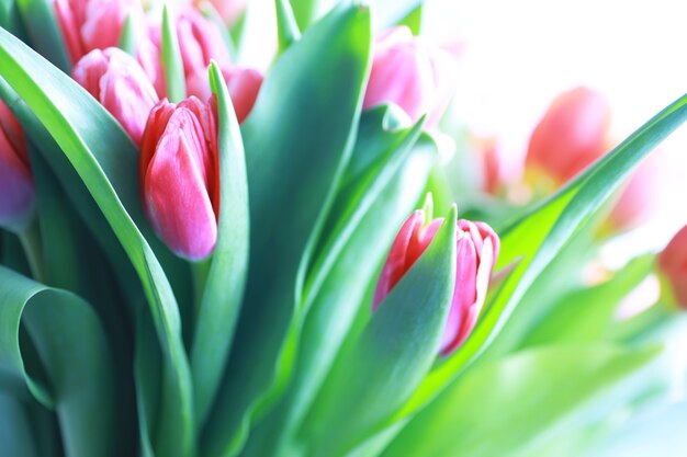 Fleurs, vacances de printemps et concept de décoration d'intérieur - Bouquet de belles tulipes, fond floral