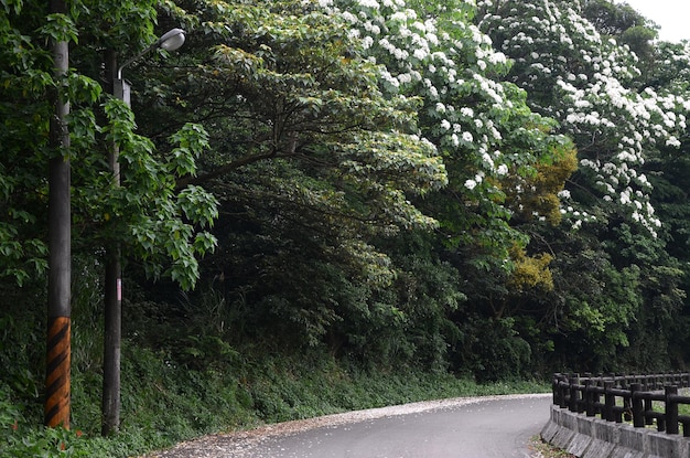 Les fleurs de Vernicia fordii sont tombées au bord de la route