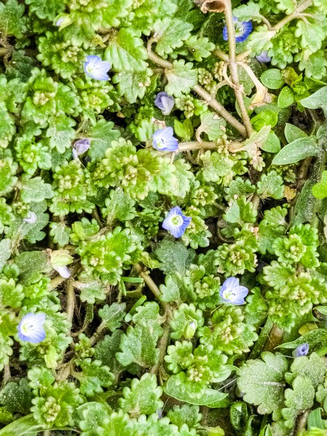 Les fleurs de Veronica persica sont des plantes biennales des Plantaginaceae, une mauvaise herbe.