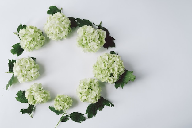 Des fleurs vertes avec des feuilles en forme de cercle se trouvent sur un fond blanc