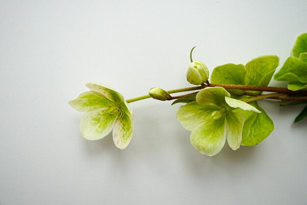 fleurs vertes sur fond blanc