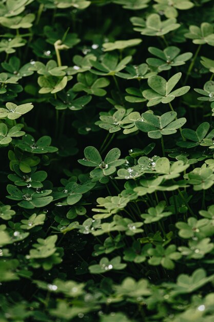 Fleurs vertes avec des gouttes d'eau et des ombres fortes au printemps